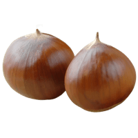 Chestnut