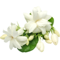 Orange Blossom
