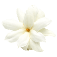 Jasmine