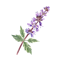 Patchouli
