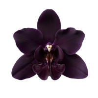 Black Orchid